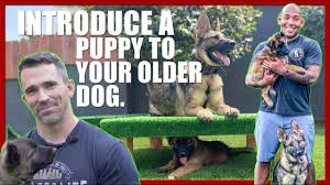 Jan 20, 2020 · when the older dog shows signs of arousal or tension, for example if you catch your dog growling at puppy, break things up. How To Introduce A Puppy To Your Older Dog Youtube