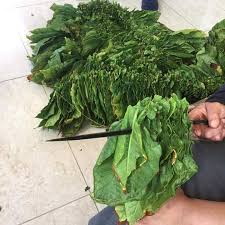 شك اوراق التبغ رميش جنوب لبنان herbs vegetables lettuce
