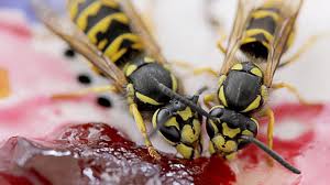 Zero in wasp nest killer powder is an insecticidal powder for killing wasps in the nest. Can You Really Be Fined 50 000 For Killing A Wasp In Germany Euronews