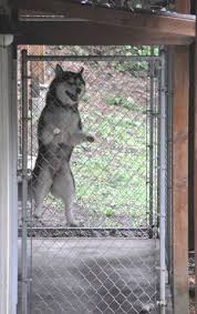 What is the average life expectancy of siberian husky? Can All Huskies Jump This High