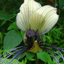 The species is most often found growing in accumulations of decayed organic. Tacca Integrifolia Seeds Cat S Head Plant Plant World Seeds