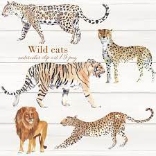 Watercolor Wild Cats Clipart Lion Jaguar Cheetah Leopard Tiger Etsy In 2021 Cat Clipart Wild Cats Leopard Watercolor