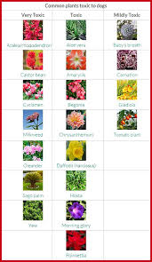 We did not find results for: Garden Dangers For Dogs Cesar S Way Plants Toxic To Dogs Dog Safe Plants Dog Friendly Plants