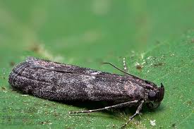 Image result for Pyla fusca