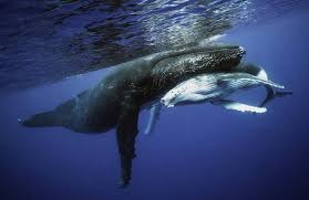 Some words that can be made with the letters a e l n are: 7 Haunting Songs Sung By Whales
