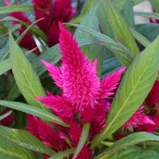 Intenz Lipstick Celosia Argentea Proven Winners In 2020 Purple Plants Annual Plants Celosia Plant