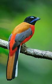 Birds Of Prey Wikipedia Indonesia Pin On Amazing Birds