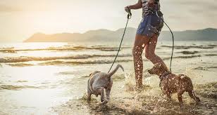 Several different kinds of hookworms can affect dogs. 5 Types Of Dangerous Worms In Dogs