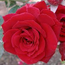 White Red Rose Flower Essence Lunar Eclipse Full Moon Etsy In 2020 Rose Flower Red Rose Flower Flower Essences