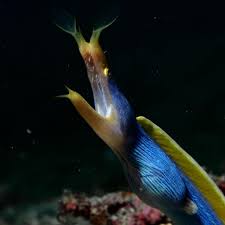 Image result for Rinorea elliptica