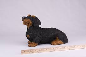 Browse 226 wire haired dachshund stock photos and images available, or search for miniature dachshund or long haired dachshund to find more great stock photos and pictures. Black Tan Dachshund Dog Hollow Figurine Pet Cremation Urns 2741