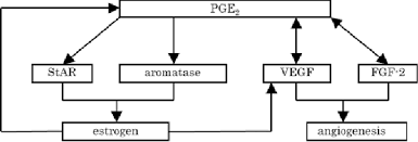 Image result for Fourth Generation Progestin