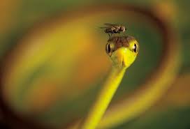 Winners Of The Nature S Best Photography Competition Vine Snake Snake Photo Photography Competitions