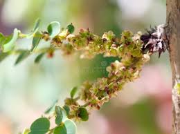 Image result for Phyllanthus engleri