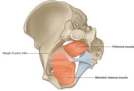 Pelvic floor muscles located wholly within the pelvis Http Ksumsc Com Download Center Archive 2nd 435 4 Reproductive 20block Females Anatomy 2 Pelvic 20walls 2c 20joints 2c 20vessels 20 26 20nerves Pdf