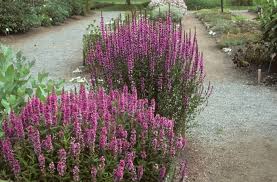 Image result for Lythrum