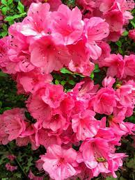 Flower Landscape Azalea Flower Pink Azaleas Beautiful Pink Flowers