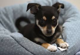 By including the east bay spca in your will or estate plans, you can help to ensure shelter, medical care and forever homes for future generations of cats and dogs in need. San Francisco Pet Stores Can No Longer Sell Non Rescue Animals