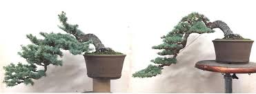 Has a narrow upright growth habit. A Superb Atlas Cedar Before After Bonsai Bonsaiporn