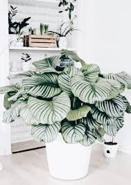 What A Stunning Plant Would Love To Add One Of These Babies To My Collection Plant Decor Indoor Plant Decor Living Room Plants