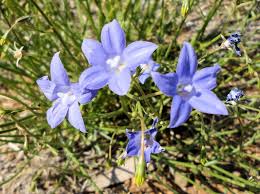 Image result for Wahlenbergia ramosissima