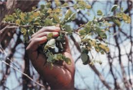 Image result for Albizia anthelmintica