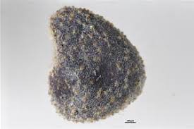 Image result for Hibiscus tridactylites