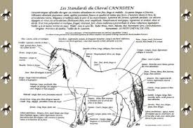 Canadian horse breeders association societe des eleveurs de chevaux canadiens 200 rang. Le Cheval Canadien Celebre Ses 350 Ans Rci Francais