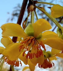 Image result for Ochna katangensis