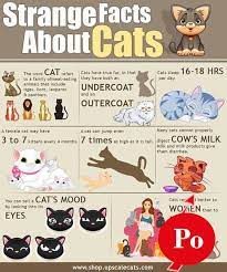 Pin On Cat Training Tips And Tricks