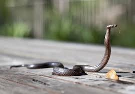 Lakukan beberapa cara untuk cegah ular masuk ke dalam rumah, anda perlu menjaga kebersihan halaman supaya tidak menarik ular untuk datang. 5 Cara Mencegah Ular Masuk Ke Dalam Rumah Tokopedia Blog