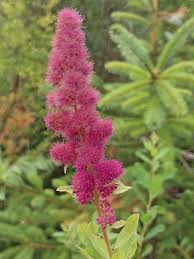 Image result for Spiraea douglasii