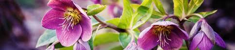 Последние твиты от big plant nursery (@brucebigplant). The Big Plant Nursery Linkedin