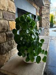 Image result for Ruspolia seticalyx