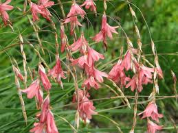 Image result for Dierama formosum