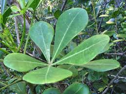 Image result for Cussonia corbisieri