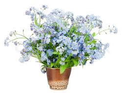 Forget me not flowers bouquet. Bouquet From Spring Blue Forget Me Nots Stock Image Colourbox