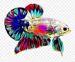 Instantly make your betta fish happier with this easy to follow betta. View Beta Fish Vector Betta Fish Logo Design Png Fishtankfacts Com