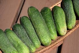 Image result for Cucumis sativus