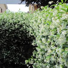 Star jasmine vines plant in 2 or 4 inch pots. Star Jasmine