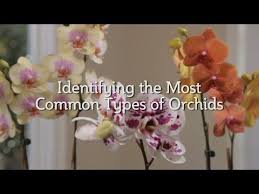 Identifying The Most Common Types Of Orchids Types Of Orchids Orchid Varieties Orchid Supplies