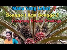 Vidio ini bertujuan untuk memberi informasi berapa jumlah gaji yang diperoleh mandor di perkebunan kelapa sawit, mungkin. Perbandingan Sawit Songgo 3 Vs Songgo 1 Mana Yang Lebih Lebat Buah