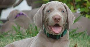 Weimaraner Puppy For Sale In Amorita Ok Adn 37453 On Puppyfinder Com Gender Male Age 6 Weeks Old Weimaraner Puppies Puppies For Sale Weimaraner