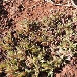 Image result for Portulaca foliosa
