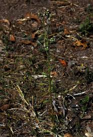 Image result for Neojeffreya