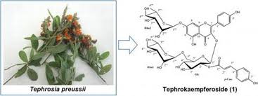 Image result for Kotschya strigosa