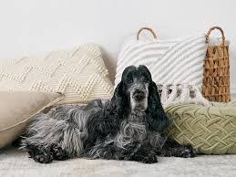 Cavaliers are not like other dogs you may have had in the past, they are more like a 4 year old and must be home to take care of them. English Cocker Spaniel Full Profile History And Care