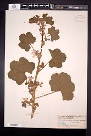 Image result for Malva verticillata