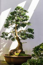 Bonsai Tree Superstition