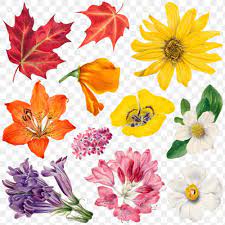 Hand Drawn Wild Plants Png Botanical Illustration Set Free Image By Rawpixel Com Manotang Flower Illustration Botanical Illustration How To Draw Hands